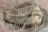 Two Thysanopeltella Trilobites With Cyphaspides & Basseiarges - Jorf #193667-9